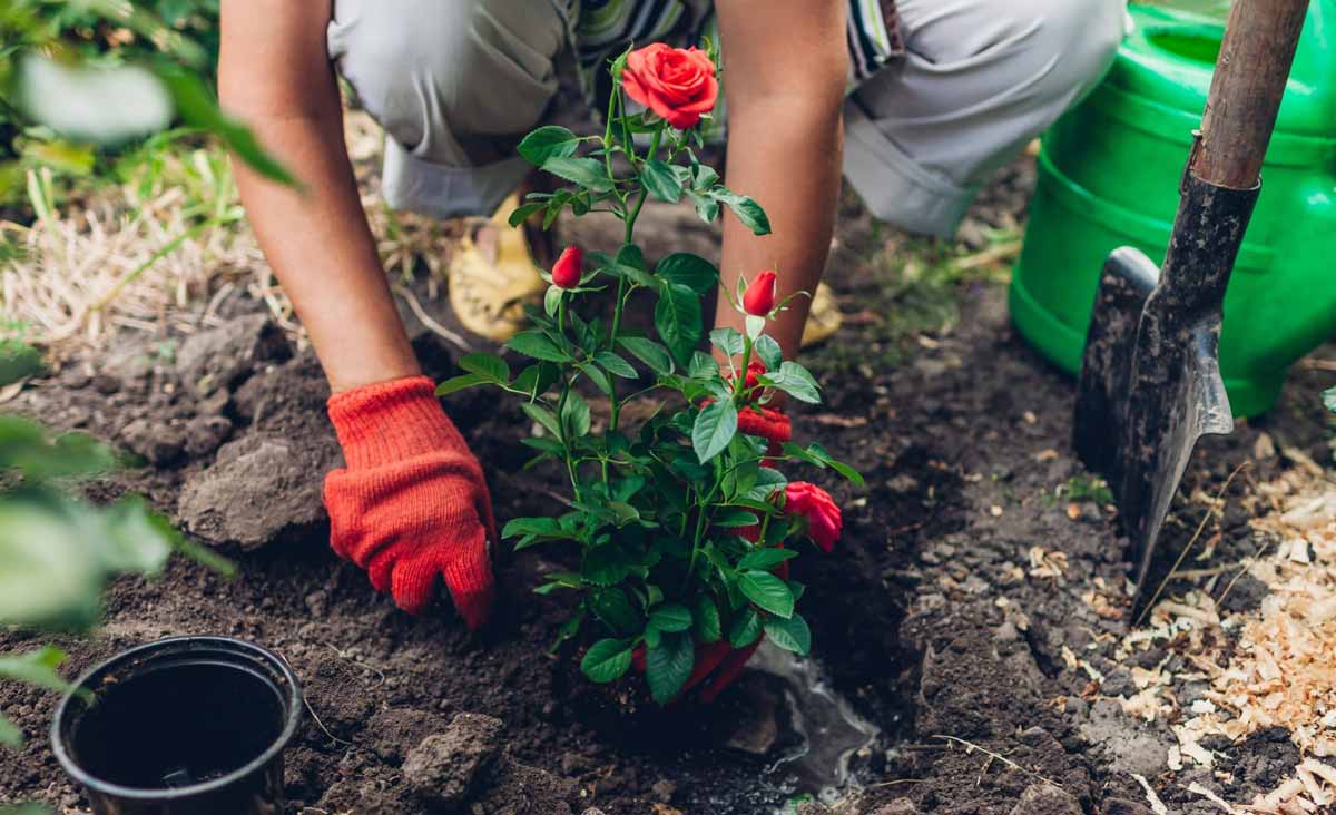 Ces 7 plantes ruinent la santé de vos rosiers sans que vous ne compreniez pourquoi  évitez-les impérativement près d’eux !